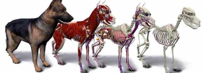 Cobaias virtuais podem acabar com o sacrifício de animais para estudos anatômicos