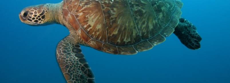 Atitudes simples podem salvar animais marinhos