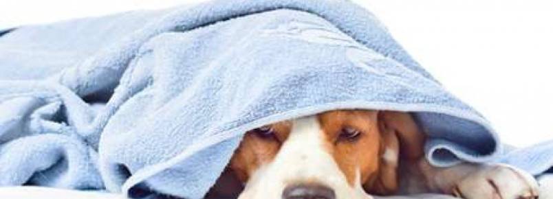 Desidratação em animais requer cuidados especiais