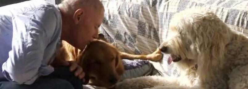 Depois de ser abandonado, cão cego encontra um novo lar