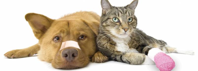 Queimadura em cães: Saiba como socorrer o animal em caso de queimaduras