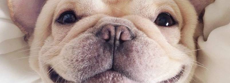 Cachorro faz sucesso na internet por estar com sono