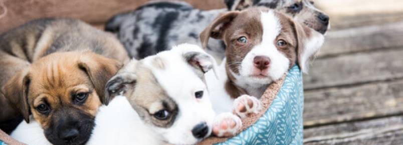 Cães adotados no exterior