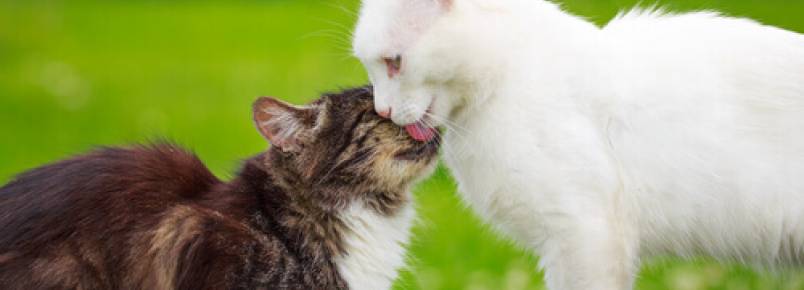 Como funciona o cio da gata?