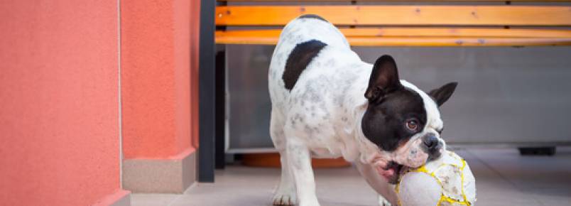 Cães, uma terapia para presidiários