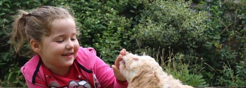 Avança em SP projeto que permite animais de estimação nas escolas