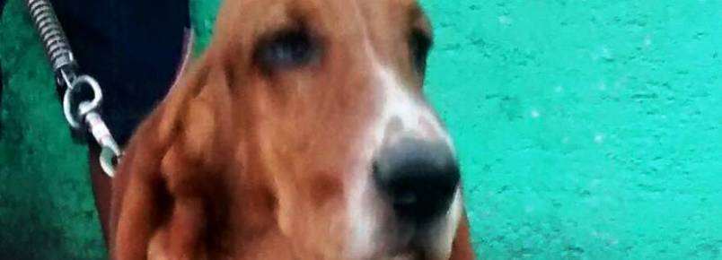Aika: Uma linda Hound!