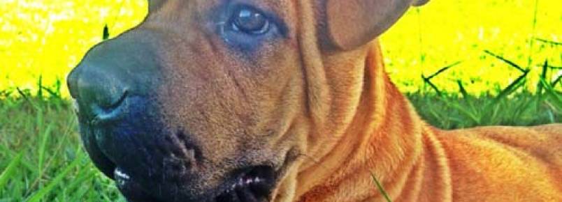 Dono procura cachorro desaparecido com cirurgia marcada em Londrina