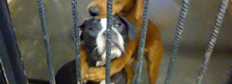 Abrao salva cadelas de corredor da morte