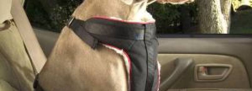 Como transportar seu cachorro no carro de maneira segura