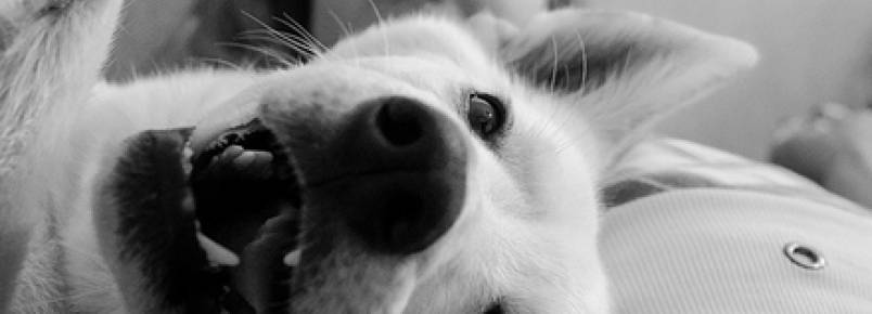 Amor de cão por donos é semelhante ao do bebê pelos pais