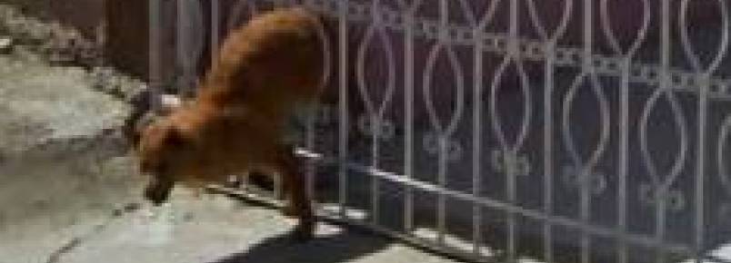 O risco de morte de animais e fugas aumenta durante as datas comemorativas e campeonatos de futebol