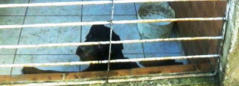 Moradores denunciam abandono de cães idosos e doentes em Paulista