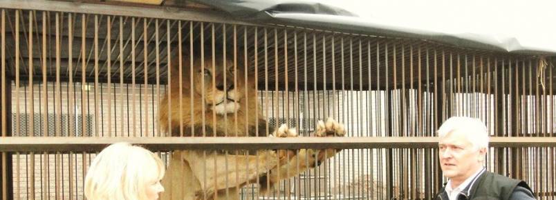 Animais explorados por circos esto sendo libertados no Peru