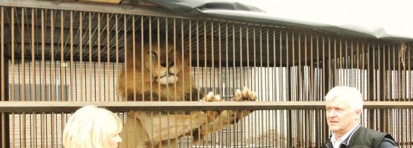 Animais explorados por circos estão sendo libertados no Peru