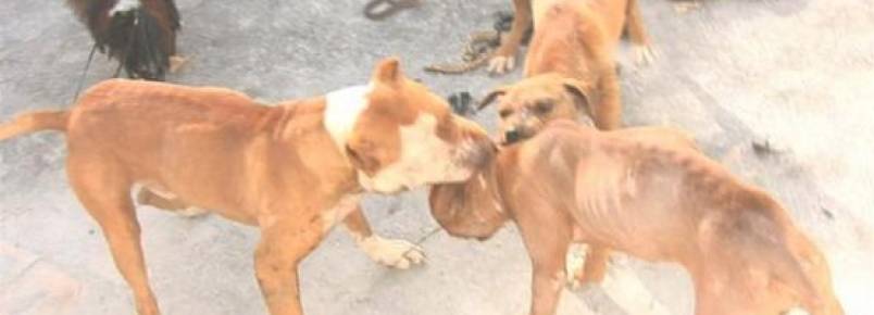 Vídeo com maus-tratos a animais na exposição ‘Feito por Brasileiros’ gera repúdio e protestos
