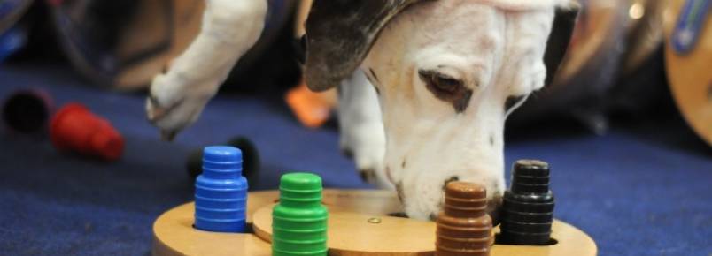 Conheça novos brinquedos que estimulam a inteligência dos cães
