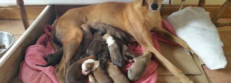 Cachorra esfaqueada luta pela própria vida para cuidar de seus 12 filhotes