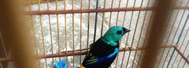 Dois pássaros ameaçados de extinção são resgatados em menos de uma semana no estado