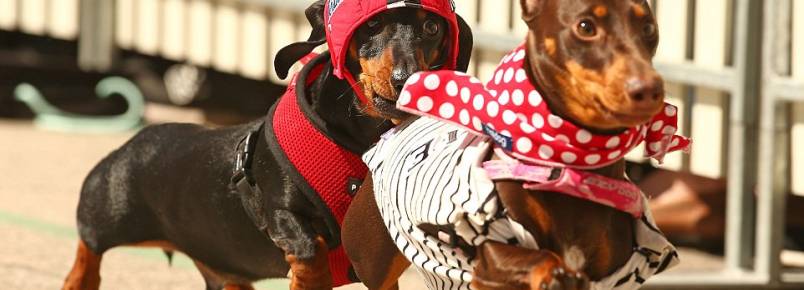 Corrida de Dachshund agitou a cidade de Melbourne, na Austrália