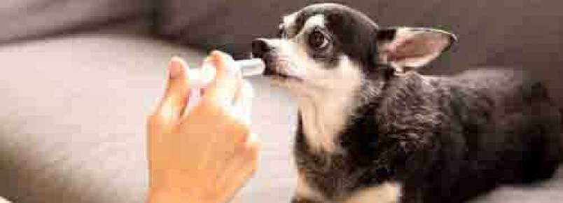 4 dicas se o seu cão consumir algum veneno