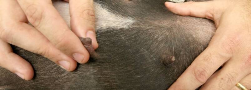 Outubro Rosa Pet: gatas e cadelas terão atendimento gratuito em BH e Betim