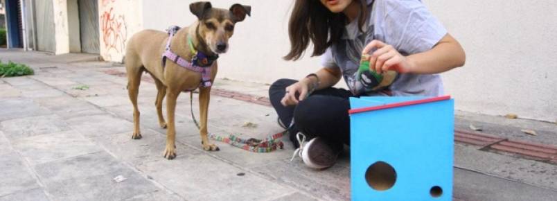 Brinquedo feito por aluna da UFMG ajuda a mudar hábitos de animais