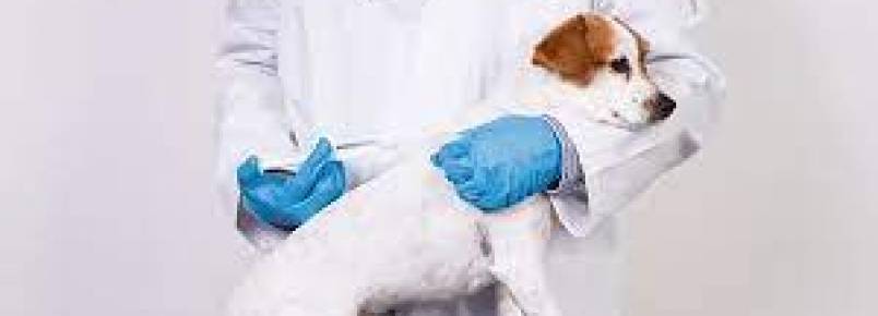 VACINAÇÃO CONTRA RAIVA ANIMAL EM CÃES E GATOS