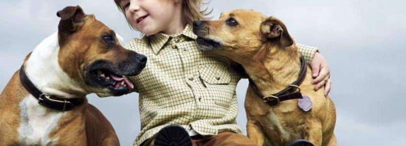 Prepare seu cão para o importante momento da chegada de um bebê 