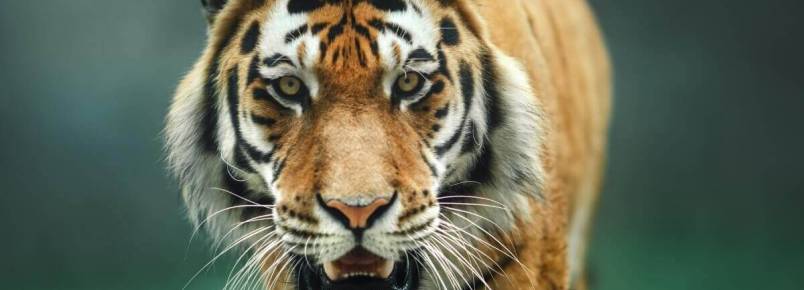 Diferenças entre o tigre-de-bengala e o tigre-siberiano