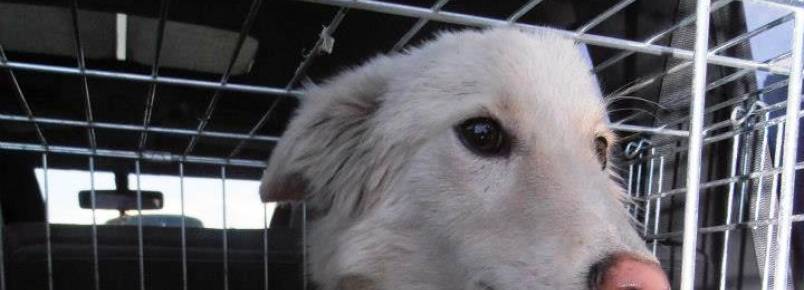 Depois de sobreviver a envenenamentos e abandono, cachorro Rango encontra um lar