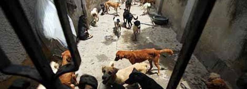 Prefeitura tem até quarta para apresentar medidas em caso de cães abandonados na Zona Norte