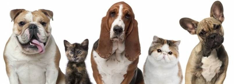 Seminário sobre dor em cães e gatos