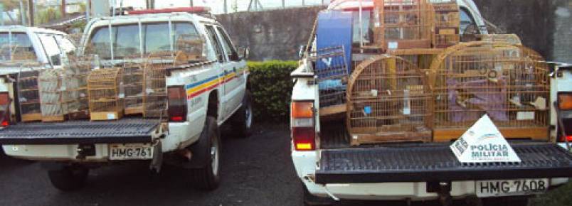 Polícia apreende 77 pássaros da fauna silvestre brasileira em São Sebastião do Paraíso (MG)