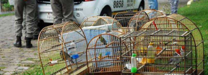 Operação da BM e MP apreende aves silvestres em Venâncio Aires (RS)