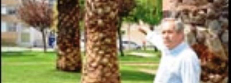 Polcia impede destruio de ninhos de aves em palmeiras de Alverca