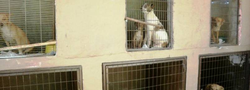 Canil Municipal de Cruz Alta (RS) abriga animais sob condies precrias e cruis