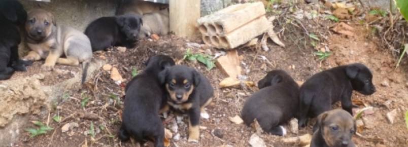 Cães filhotes resgatados no Jardim Atlântico, em Florianópolis, aguardam por um lar