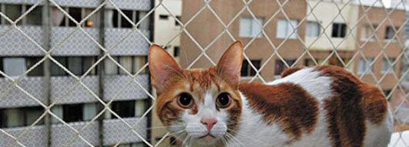 Cuidado com portas e janelas: previna que seu gato fuja de casa