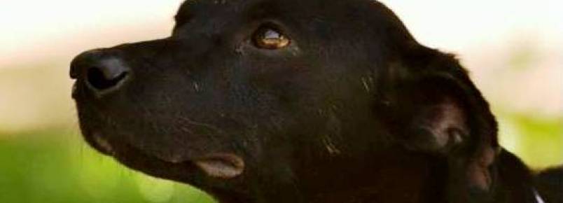 Itabira tem Feira de Adoção de Cães neste Domingo