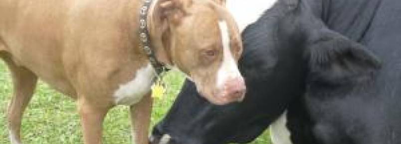 Boi e Pit Bull são salvos de destino cruel e se tornam melhores amigos