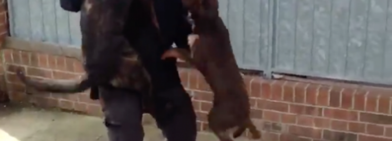 Reencontro de policial com seus companheiros caninos faz sucesso nas redes sociais