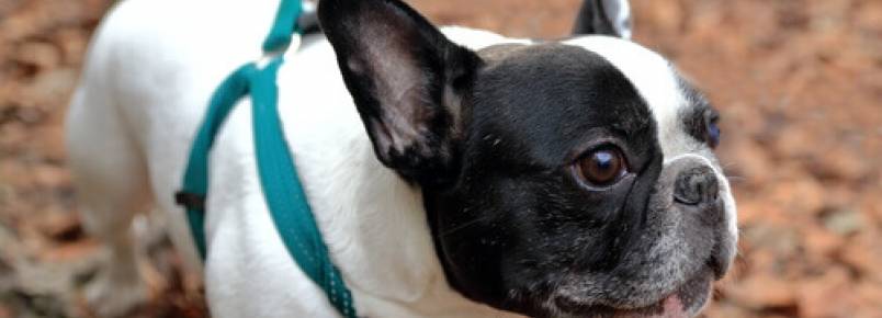 Como saber se o meu animal de estimação está enxergando mal?