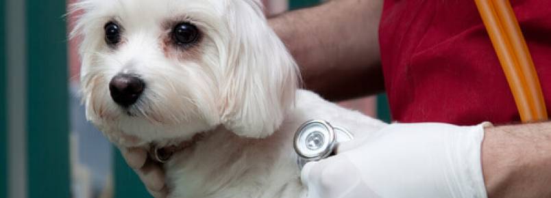 Existem seguros de saúde para cães?