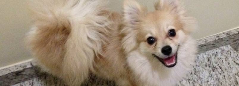 5 raças de cachorro que parecem nunca cansar de brincar