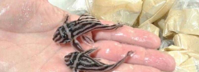 Mala com 161 peixes ornamentais é apreendida no Aeroporto de Manaus