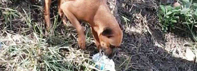 Cãozinho precisando de um lar em Sra. do Carmo