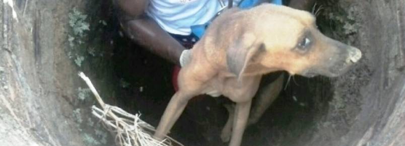 Corpo de Bombeiros e PM resgatam cachorro caído em poço a vários dias