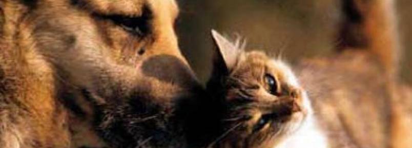 OAB promove Seminário Estadual de Proteção Animal