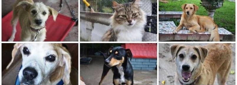 Um paraso para animais carentes: ONG resgata ces e gatos de rua